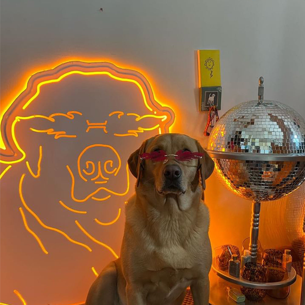 dog backlit.jpg__PID:d5a753da-84c5-4759-baa9-4779c2c77f22